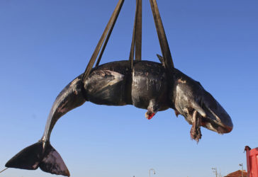APTOPIX Italy Dead Whale